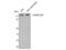 Histone Deacetylase 5 antibody, STJ93482, St John