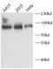 Alpha-albumin antibody, FNab00199, FineTest, Western Blot image 