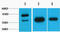 Growth Associated Protein 43 antibody, STJ97125, St John