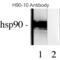 Heat Shock Protein 90 Alpha Family Class B Member 1 antibody, 11098, QED Bioscience, Western Blot image 