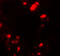 UbiA Prenyltransferase Domain Containing 1 antibody, 7751, ProSci, Immunofluorescence image 
