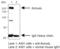 DnaJ Heat Shock Protein Family (Hsp40) Member C13 antibody, orb314664, Biorbyt, Immunoprecipitation image 