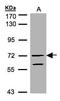 Rap Guanine Nucleotide Exchange Factor 5 antibody, LS-C185498, Lifespan Biosciences, Western Blot image 