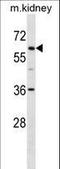 Transcription Factor Binding To IGHM Enhancer 3 antibody, LS-C157173, Lifespan Biosciences, Western Blot image 