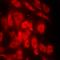 HtrA Serine Peptidase 2 antibody, orb378111, Biorbyt, Immunocytochemistry image 