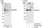 RNA Binding Motif Protein 34 antibody, A302-294A, Bethyl Labs, Immunoprecipitation image 