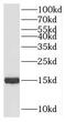 Small Nuclear Ribonucleoprotein 13 antibody, FNab05728, FineTest, Western Blot image 