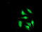 Cryptochrome Circadian Regulator 2 antibody, M00792-1, Boster Biological Technology, Immunofluorescence image 