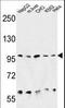 Heat Shock Protein 90 Beta Family Member 1 antibody, LS-B11796, Lifespan Biosciences, Western Blot image 