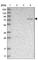 Leucine Rich Repeat Containing 45 antibody, HPA023382, Atlas Antibodies, Western Blot image 