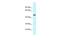 Solute Carrier Family 1 Member 4 antibody, PA5-69261, Invitrogen Antibodies, Western Blot image 