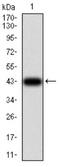 Transcription Factor 4 antibody, NBP2-61897, Novus Biologicals, Western Blot image 