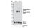 Glycogen Synthase Kinase 3 Alpha antibody, 8566S, Cell Signaling Technology, Western Blot image 