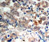 Protein Kinase AMP-Activated Catalytic Subunit Alpha 1 antibody, AP0432, ABclonal Technology, Immunohistochemistry paraffin image 