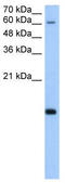 RNA Polymerase II Subunit H antibody, TA346749, Origene, Western Blot image 