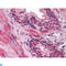 Lipocalin 1 antibody, LS-C814055, Lifespan Biosciences, Immunohistochemistry paraffin image 