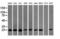 VHL Binding Protein 1 antibody, LS-C174045, Lifespan Biosciences, Western Blot image 