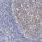 P2Y Receptor Family Member 8 antibody, NBP1-87375, Novus Biologicals, Immunohistochemistry frozen image 