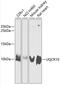 Ubiquinol-Cytochrome C Reductase, Complex III Subunit X antibody, 14-526, ProSci, Western Blot image 