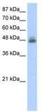 RNA Binding Motif Single Stranded Interacting Protein 1 antibody, TA345815, Origene, Western Blot image 