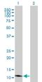 Iron-Sulfur Cluster Assembly 2 antibody, H00122961-B01P, Novus Biologicals, Western Blot image 