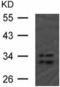 Heterogeneous Nuclear Ribonucleoprotein A1 antibody, TA321439, Origene, Western Blot image 