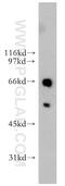 ETS Variant 6 antibody, 13182-1-AP, Proteintech Group, Western Blot image 