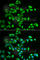 Uncharacterized glycosyltransferase AGO61 antibody, A6484, ABclonal Technology, Immunofluorescence image 