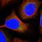 Transmembrane Protein 44 antibody, HPA043718, Atlas Antibodies, Immunocytochemistry image 