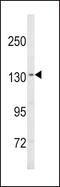 Sterol Regulatory Element Binding Transcription Factor 1 antibody, MBS9206146, MyBioSource, Western Blot image 