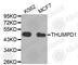 THUMP Domain Containing 1 antibody, A5990, ABclonal Technology, Western Blot image 