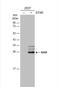 Steroidogenic Acute Regulatory Protein antibody, NBP1-33485, Novus Biologicals, Western Blot image 