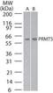 Protein arginine N-methyltransferase 5 antibody, PA1-41390, Invitrogen Antibodies, Western Blot image 