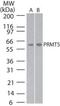 Protein Arginine Methyltransferase 5 antibody, PA1-41390, Invitrogen Antibodies, Western Blot image 