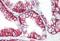 Basigin (Ok Blood Group) antibody, NB500-430, Novus Biologicals, Immunohistochemistry frozen image 