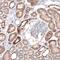 Empty Spiracles Homeobox 1 antibody, NBP1-86500, Novus Biologicals, Immunohistochemistry paraffin image 