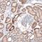 Homeobox protein EMX1 antibody, NBP1-86500, Novus Biologicals, Immunohistochemistry paraffin image 