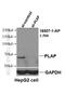 P-LAP antibody, 18507-1-AP, Proteintech Group, Western Blot image 