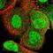 RecQ Like Helicase 5 antibody, NBP1-83438, Novus Biologicals, Immunofluorescence image 