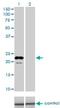 Apolipoprotein M antibody, H00055937-M01, Novus Biologicals, Western Blot image 