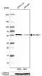 RuvB Like AAA ATPase 1 antibody, NBP1-84914, Novus Biologicals, Western Blot image 