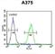 Actin Related Protein 2 antibody, abx032856, Abbexa, Western Blot image 