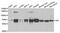 Transketolase antibody, A02197, Boster Biological Technology, Western Blot image 