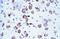 Transcription Elongation Factor A2 antibody, orb324474, Biorbyt, Immunohistochemistry paraffin image 