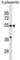 Carbohydrate Sulfotransferase 2 antibody, abx030916, Abbexa, Western Blot image 