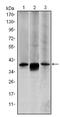 Mitogen-Activated Protein Kinase Kinase 6 antibody, AM06578SU-N, Origene, Western Blot image 