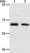 Acyl-CoA Thioesterase 11 antibody, PA5-50296, Invitrogen Antibodies, Western Blot image 