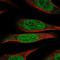 DEAF1 Transcription Factor antibody, NBP2-47489, Novus Biologicals, Immunofluorescence image 