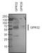 G Protein-Coupled Receptor 32 antibody, PA3-021, Invitrogen Antibodies, Western Blot image 
