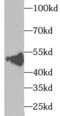 Thioredoxin domain-containing protein 5 antibody, FNab09127, FineTest, Western Blot image 